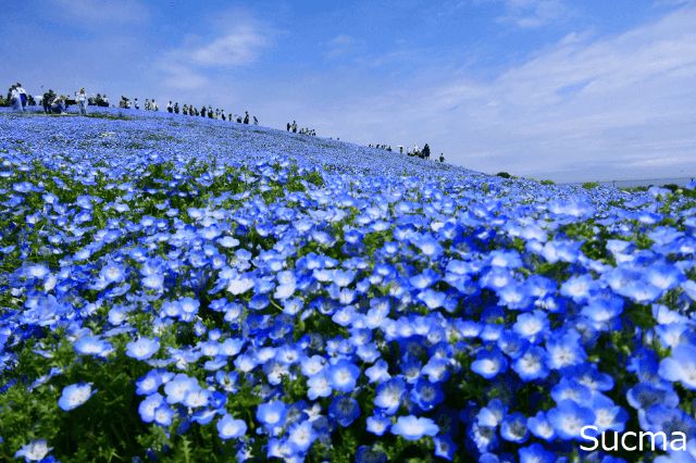 茨城県のおすすめ結婚相談所！人気22社口コミ比較ランキング | 水戸・つくば・土浦・取手・古河・結城・ひたちなか