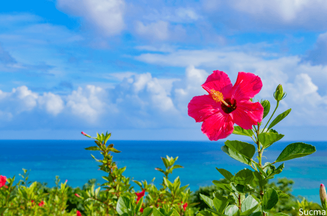 沖縄県のおすすめ婚活パーティー！人気4社口コミ比較ランキング