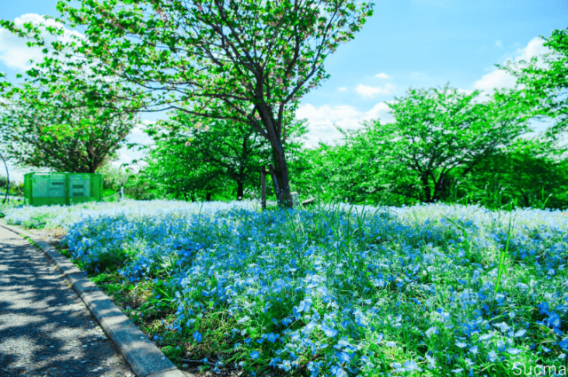 足立区周辺のおすすめ結婚相談所！人気15社口コミ比較ランキング