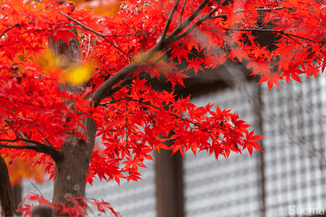 松戸市の結婚相談所